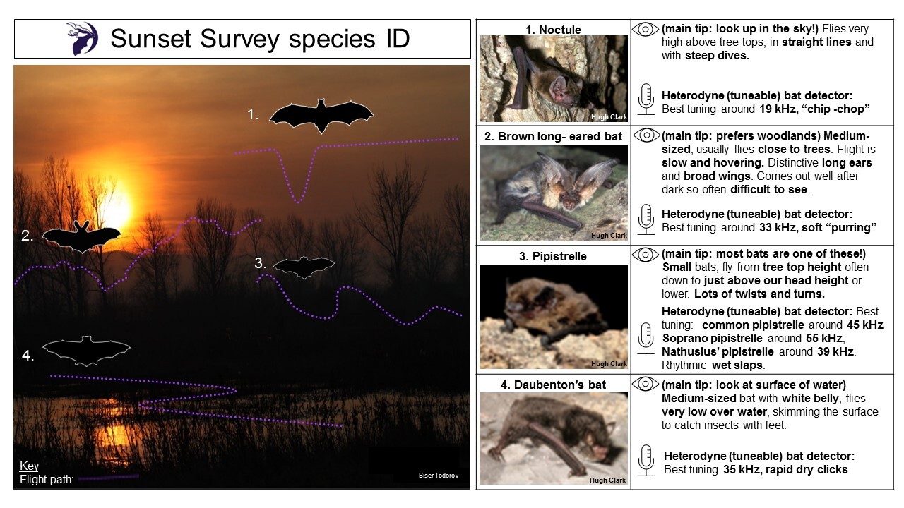 Download and print your Sunset Survey guide