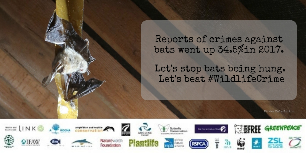 Reform essential to tackle rising wildlife crime and ‘appallingly low’ number of convictions
