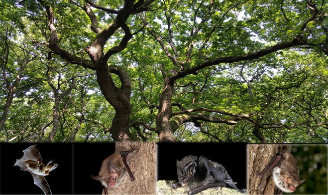 Woodland Symposium 2020