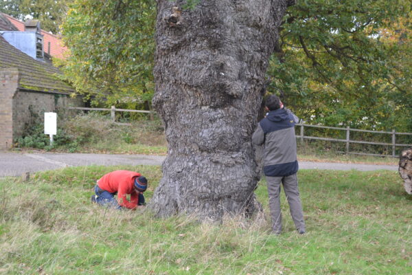 Training for people working with trees