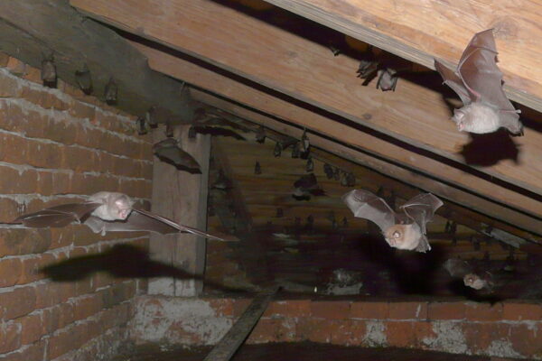 Bats in Buildings
