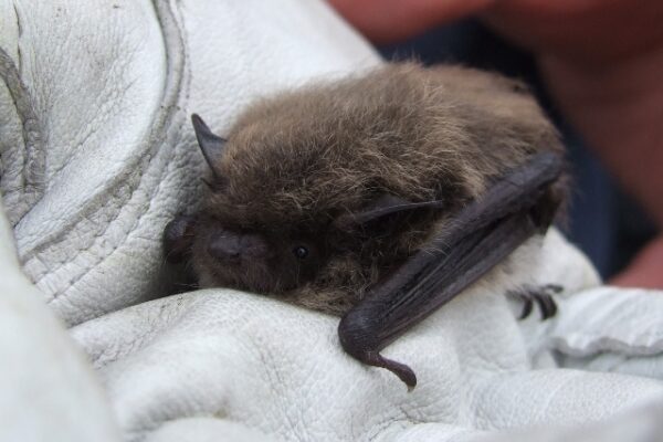 Bats and the Law