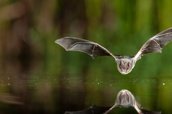 Bats and human health