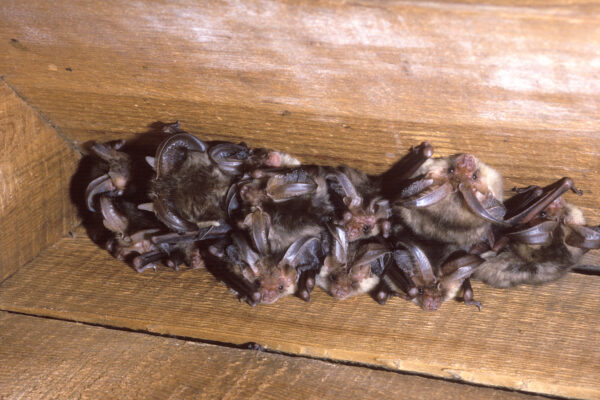 Resources for bat groups