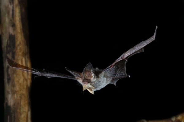 Gardening for bats