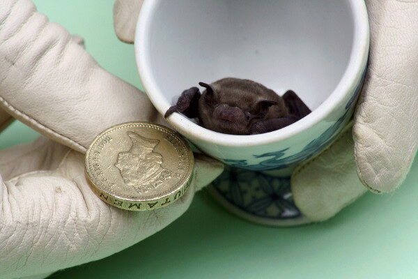 Specialist bat care training (online)