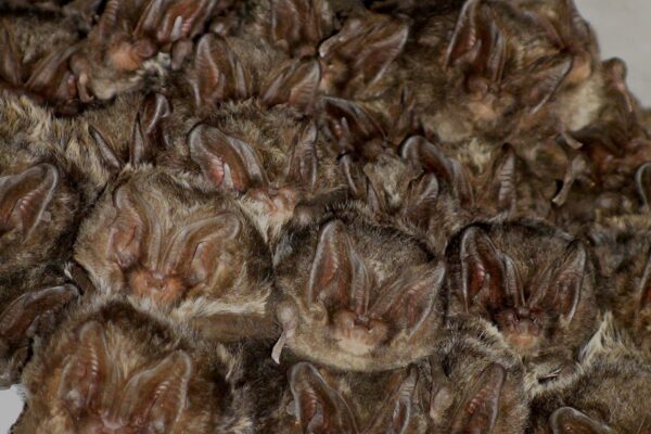 Bats declined as Britain felled trees for colonial shipbuilding