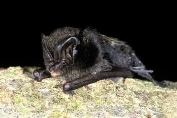 UK Biodiversity Framework