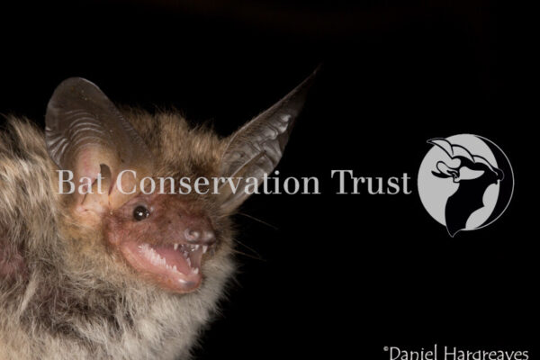 Bechstein's bat