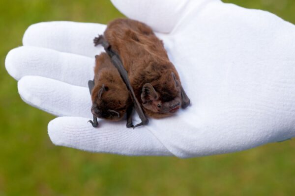 Types of bats