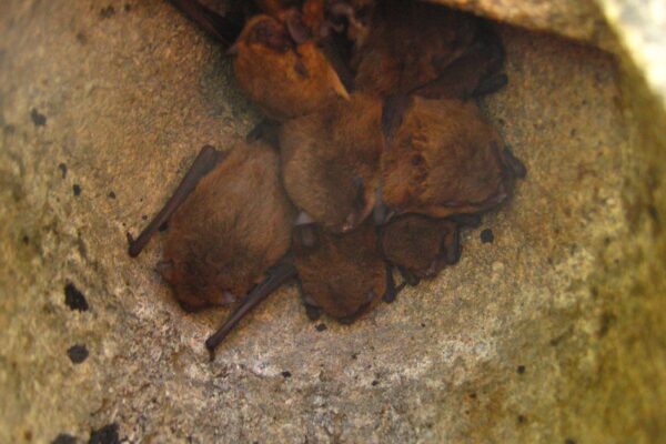 Where do bats live?