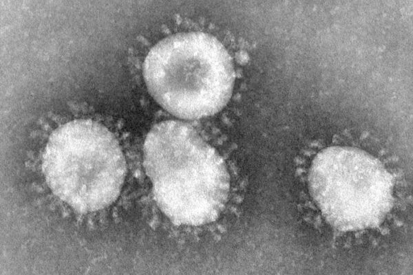 Bats and health