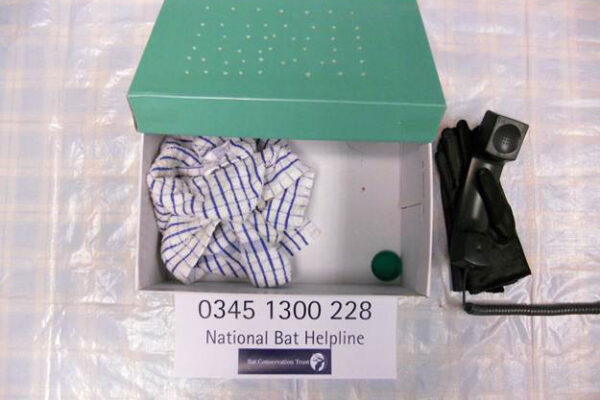 National Bat Helpline