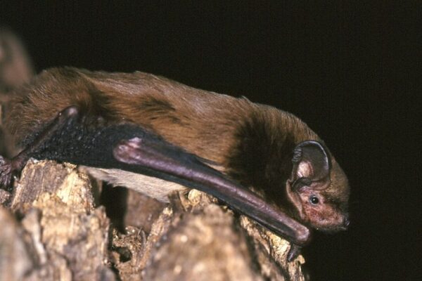 I'm concerned about bats