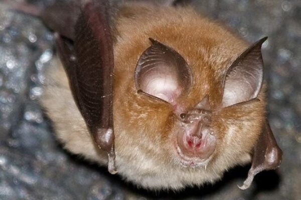 Who to contact about bats in Wales