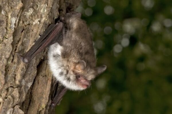 British Bat Survey (BBatS)