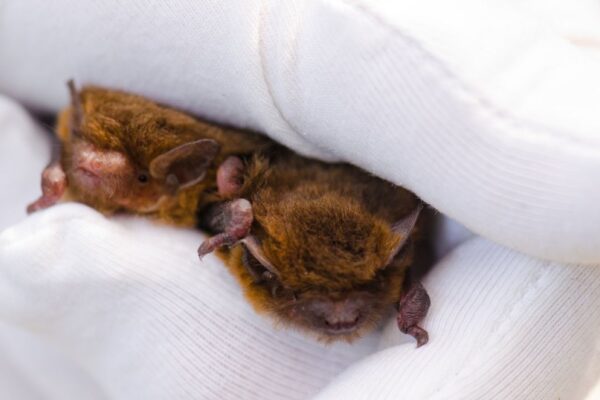 Insurance cover for bat groups & related documents