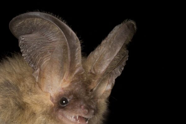 Batty Laureate Awards