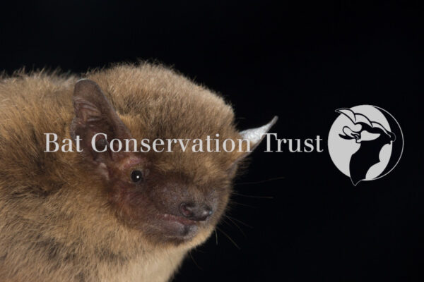Soprano pipistrelle