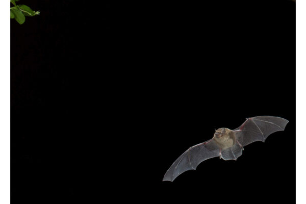 What bat have I seen?