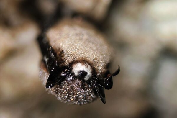 White-nose syndrome