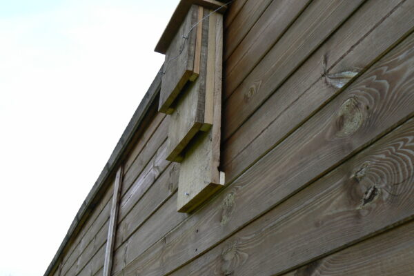 Putting up bat boxes
