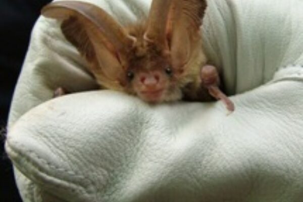 Bats and rabies in the UK