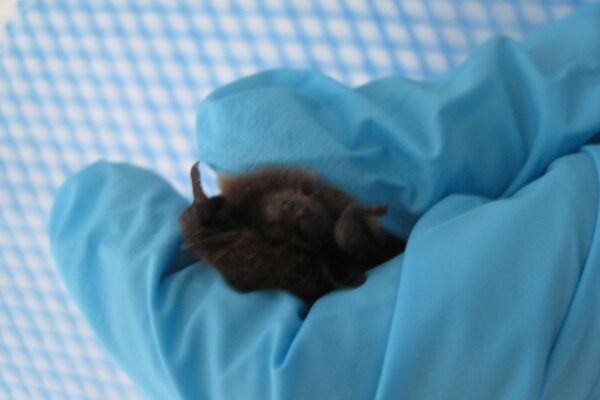 A bat has been brought to our vet surgery