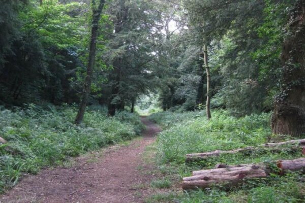 Tyntesfield plantation case study
