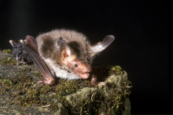 Bechstein's bat