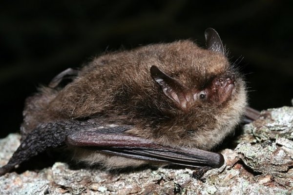Alcathoe bat