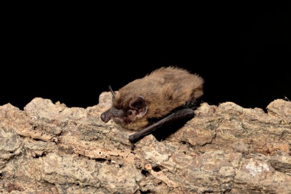 Common pipistrelle