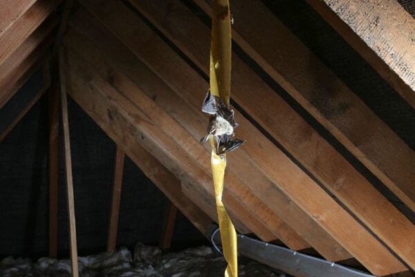 Please do not use fly paper where bats roost