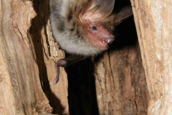 Bat chattering