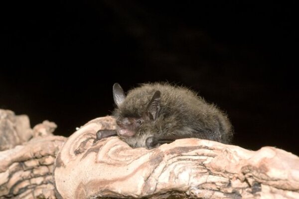 Brandt's bat
