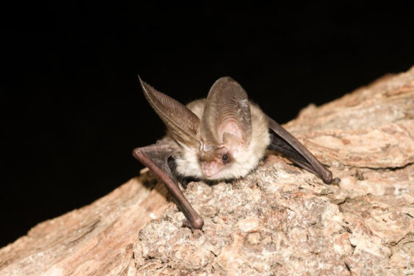 Brown long-eared bat
