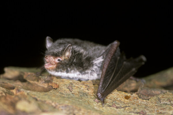 Daubenton's bat