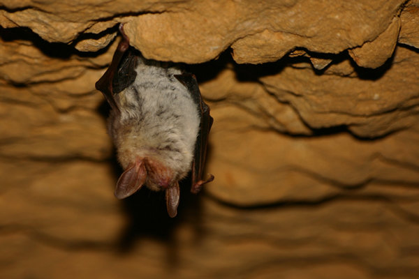 Greater mouse-eared bat