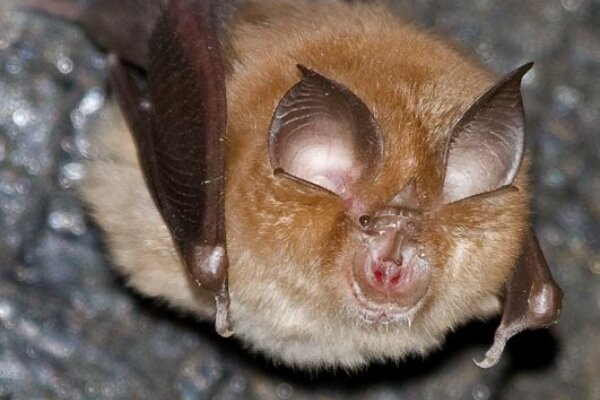 Lesser horseshoe bat