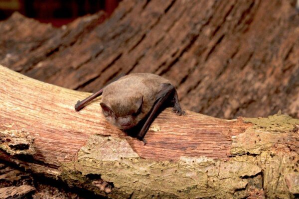 Nathusius' pipistrelle