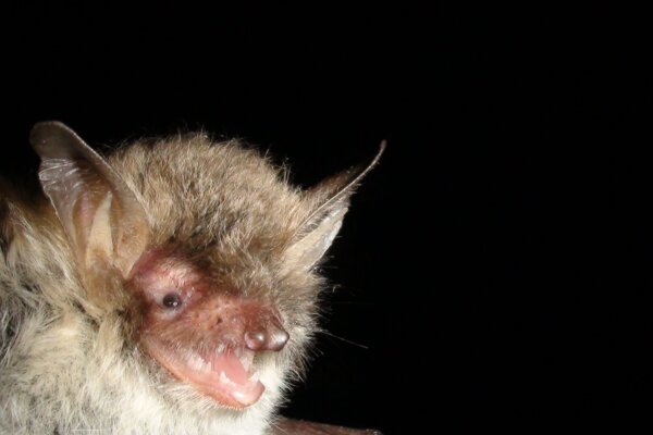 Natterer's bat