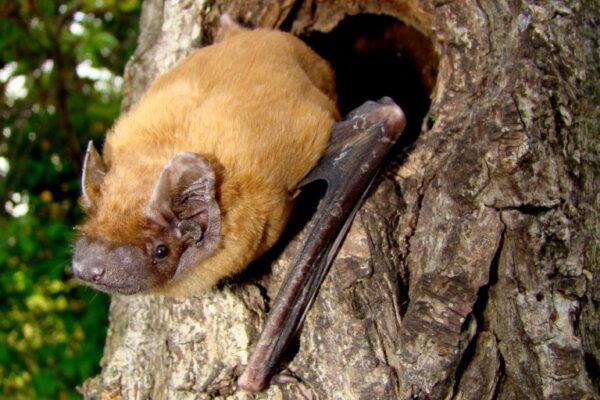 Noctule
