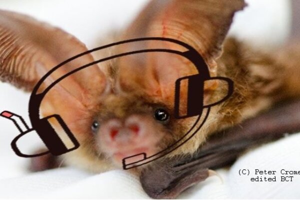What have people said about the Volunteer Bat Care Helpline