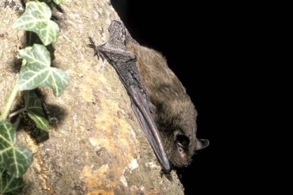 Serotine