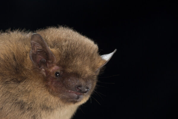 Soprano pipistrelle