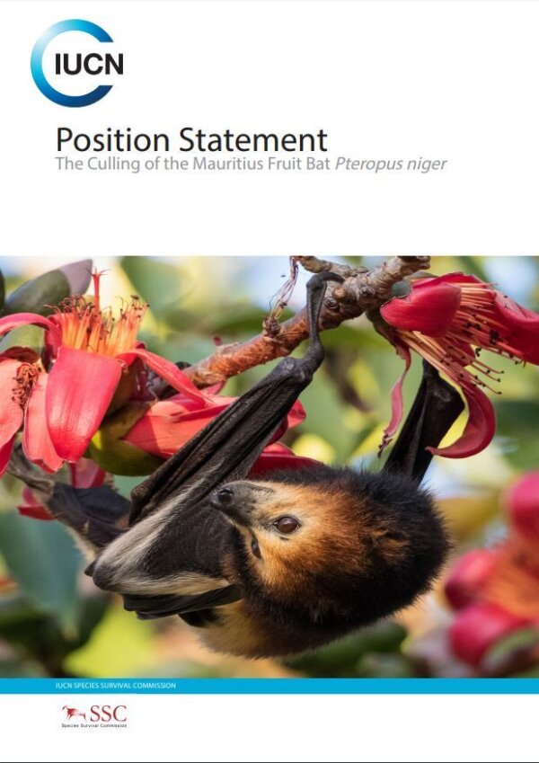 BCT supports calls for an end to culls of the Mauritius Fruit Bat