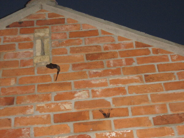 Bat Crime Conviction in York