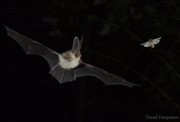 A Brown long-eared bat chasing a moth in the night sky.
