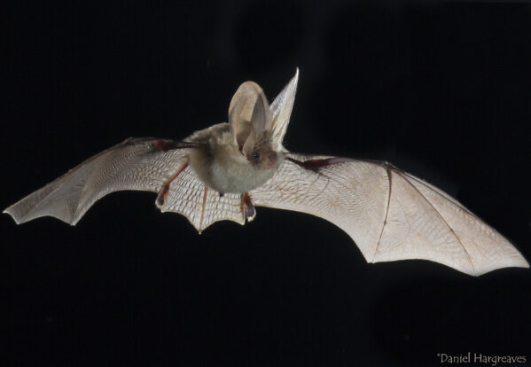 BCT Response to IUCN COVID-19 Recommendations for Bat Field Workers