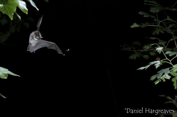 URGENT call for help – the laws protecting bats are under threat again